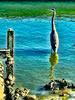 MysticalBlueHeron